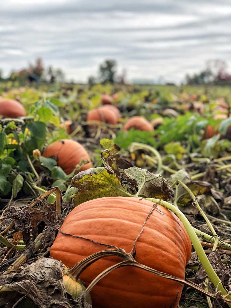 citrouille-automne